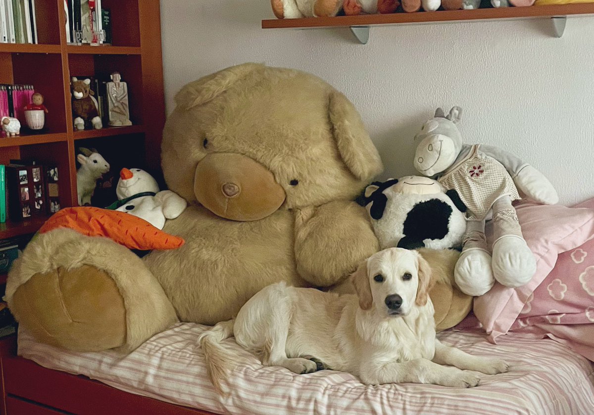 Los Reyes de mi casa.
👑 🐶 🧸