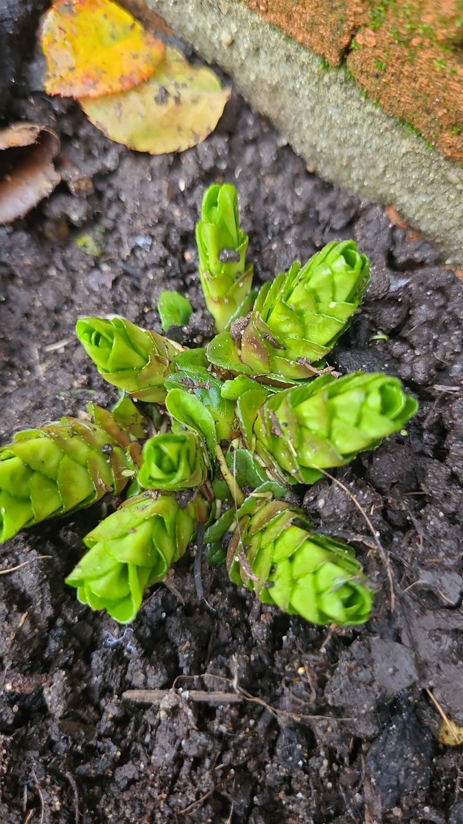 Ann6359's tweet photo. This has just appeared at the back of a border in my garden. I have no knowledge or recollection of planting it. Any suggestions welcome please 🙏 #plants #garden #triffid #gardening https://t.co/KpON0DF0Gb