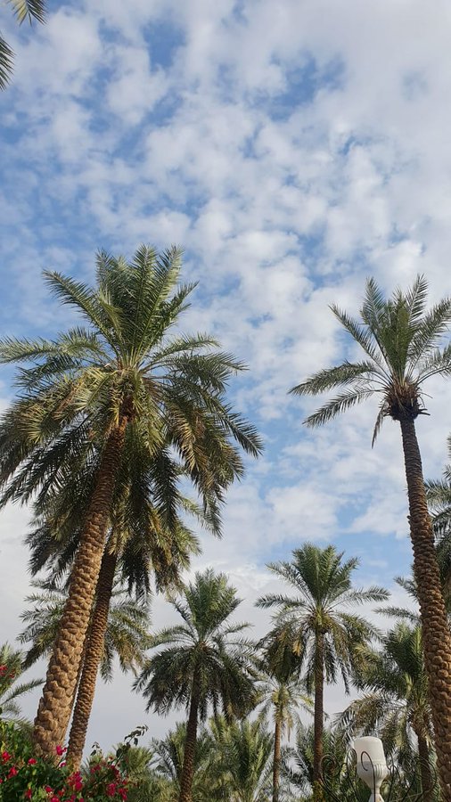 22_2020_'s tweet photo. الوصية الأولى والثانية والألف: لا تجلس فارغا،رتب منزلك،وأقرأ كتابك،وحسن مهاراتك،وتواصل مع قريبك،وتعاهد صديقك،راجع أهدافك،رتب أولوياتك،أحفظ آية أو حديث،مارس الرياضة،تفكر في النعم،الزم الذكر،اجعل ليومك قيمة،حاسب نفسك وتوب. https://t.co/u2TPrRdvIE