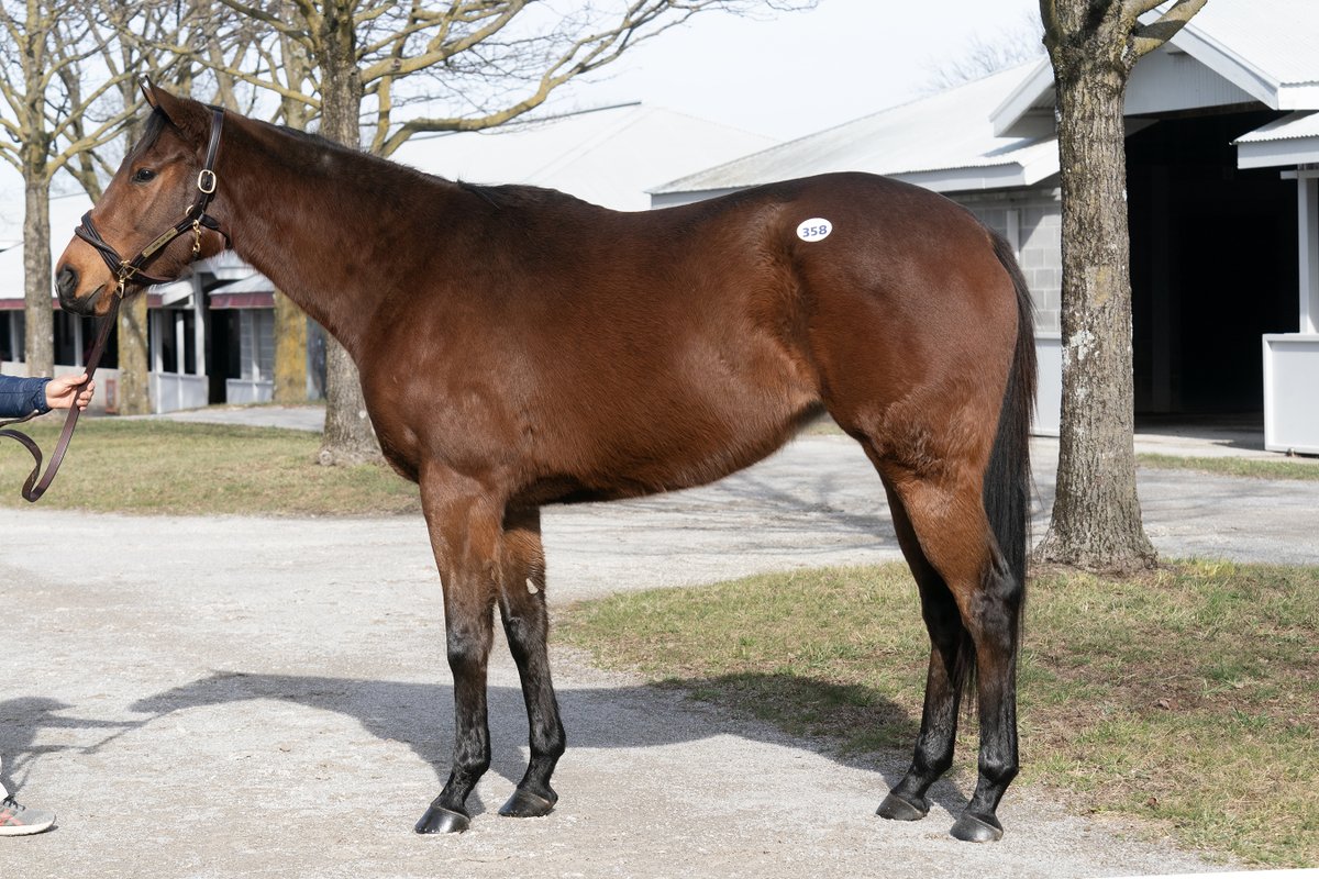 Hip 3⃣5⃣8⃣ - GRAND OAK (IRE) - is a precious daughter of the late SPEIGHTSTOWN and was a DOMINANT winner by open lengths in each of her lifetime wins. Showing today in Barn 5 @keenelandsales | Selling Monday!