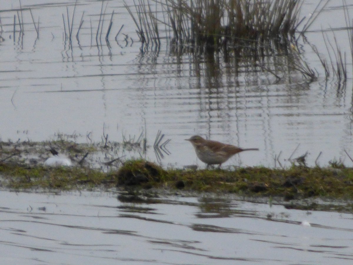 Ayarell's tweet photo. Wombwell Ings

https://t.co/3vdtP2vDDy
@Barnsleybsg @barnsley_nats @RSPB_OldMoor https://t.co/NLHgiyoWLJ