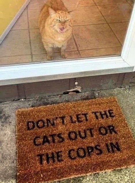 Why you should have a cat (@shouldhavecat) on Twitter photo 