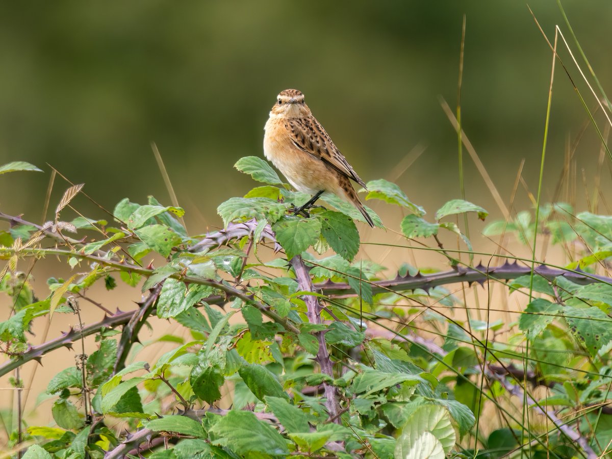 Check out this handy information sheet about Winchat habitats & how commoners and landowners can create suitable breeding grounds: loom.ly/zZbJTs4 #Dartmoor #OurUpLandCommons #Habitats @RSPB @dartmoornpa @HeritageFundUK