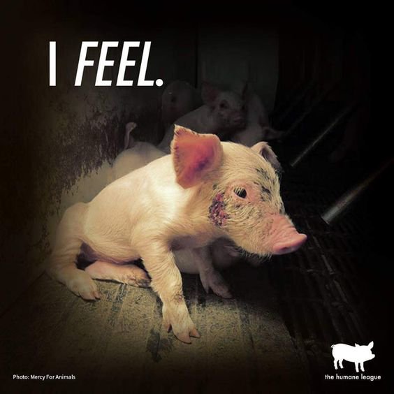 𝐏𝐚ú𝐥 el Vegano tweet media