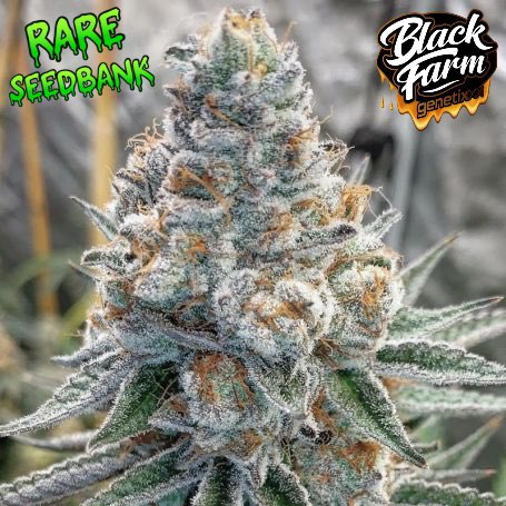 🍌🔨 Unlock the extraordinary with Banana Slammer from Black Farm Genetix Seeds at The Rare SeedBank! 

This strain, a blend of Slurricane (Purple Punch x Do-si-dos) x Banana Punch, is a visual feast, resembling a Purple Kush with Do Si Dos Cookies charm. 🌟

Indulge in high