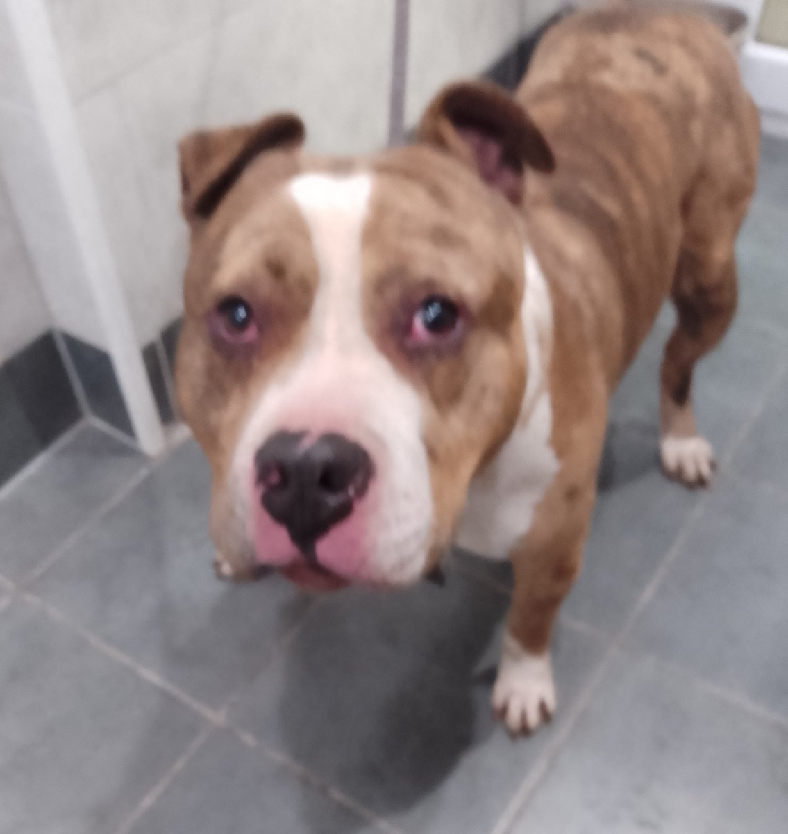 Urgent, please retweet to HELP FIND THE OWNER OR A RESCUE SPACE FOR THIS XL BULLY FOUND 31 DECEMBER- POSSIBLY FACING EUTHANASIA🆘 #HIGHWYCOMBE #BUCKINGHAMSHIRE #UK Male, small, CHIP NOT REGISTERED. Now in a council pound, he could be missing or stolen from another region PLEASE…