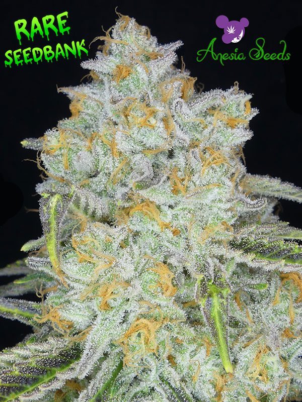 Amnesia Flash Auto by Anesia Seeds! 🚀 

Following the triumph of their cup-winning feminized Amnesia Flash, Anesia Seeds brings you the automatic version. 🏆🌱

⏰ Amnesia Flash Auto offers classic genetics in an autoflower form, perfect for those seeking robust plants with