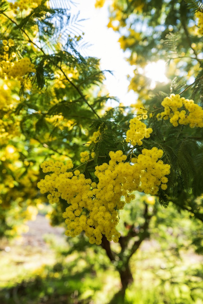 Le Mimosa, soleil d’hiver de la #CotedAzurFrance, offre ses premières floraisons !💛

Le moment idéal pour découvrir #Mandelieu et sa #FêteduMimosa qui aura lieu du 14 au 18 février👉 bit.ly/3XssDaq

📸<a href="/MandelieuOTC/">Mandelieu Tourisme</a> / Camille Moirenc

<a href="/MandelieuVille/">Mandelieu-La Napoule</a> #MandelieuTourisme