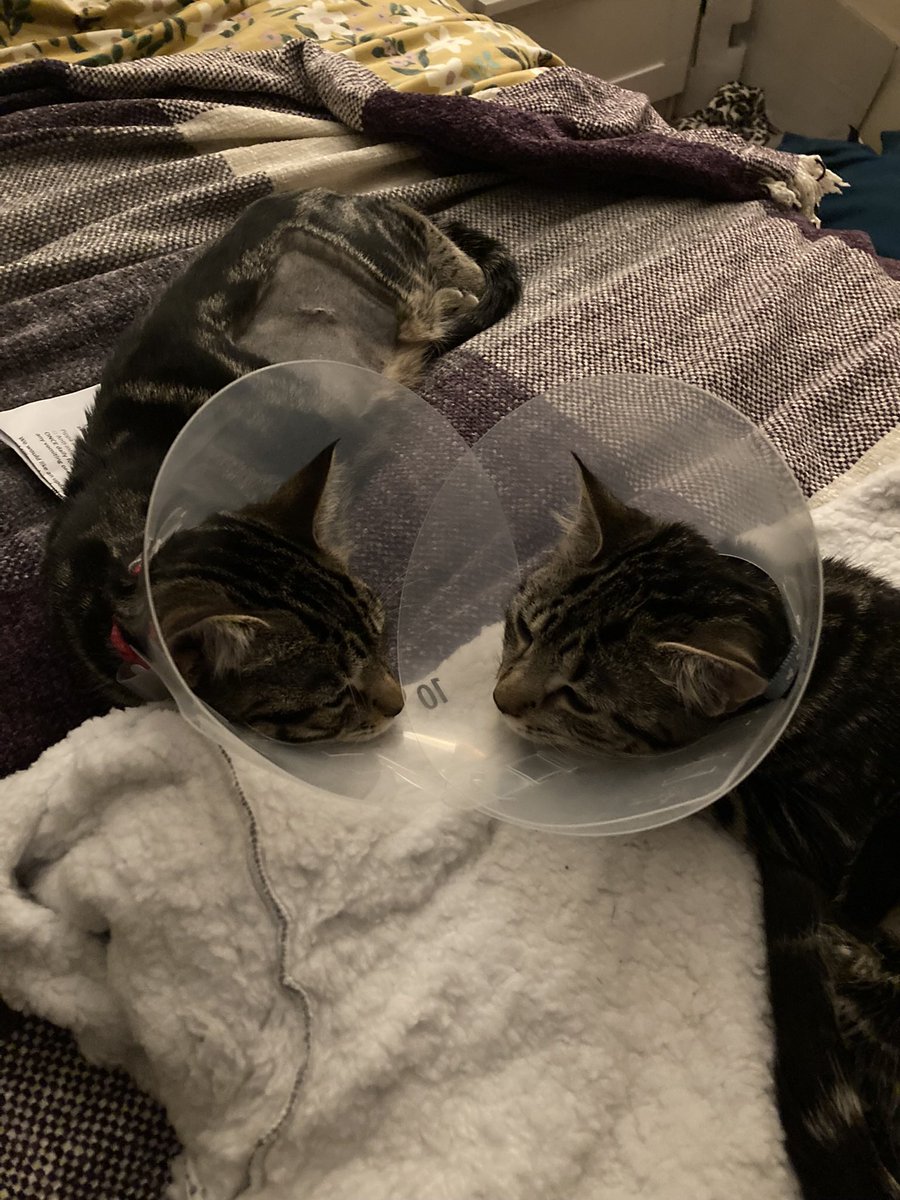 <a href="/ColeTheBlackCat/">Cole & Marmalade</a> Sisterly love and cone hugs for each other after being neutered.