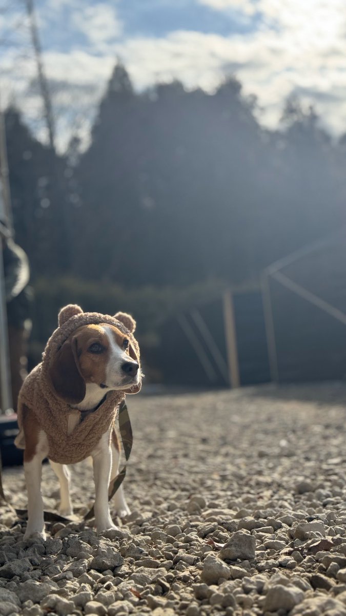 りりあんぬ葵*LillyTactical tweet media