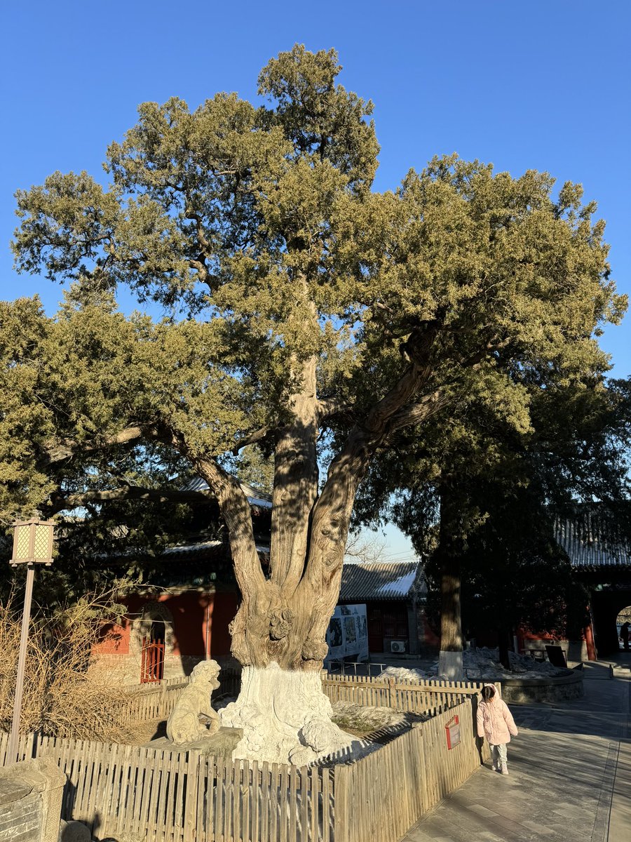 allanbeijing's tweet photo. 西山大觉寺的西兰花 https://t.co/hyBs4WJ9tp