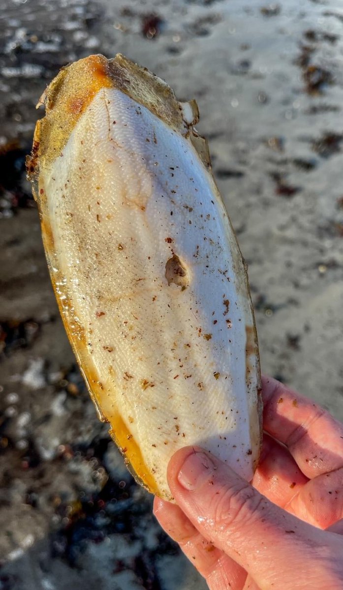 GalwayAquarium's tweet photo. Cuttlebone Grattan Beach #Salthill Almost 6 years since we last found one on the shore. See: https://t.co/IiMrnTLa3y
#Cuttlebone #Biofacts https://t.co/MPloWa3naT