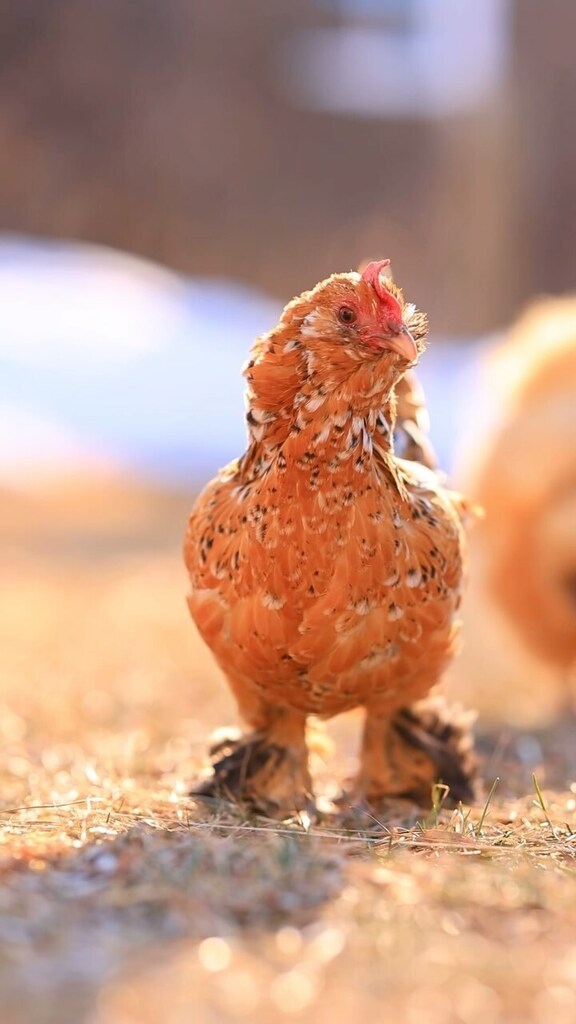 pocketmacro's tweet image. Chickens are the best 🥰 they have so many different fun styles 🤣
#chickens #fluffychickens #silkiechickenshttps://instagr.am/reel/C1zQT6IONWH/