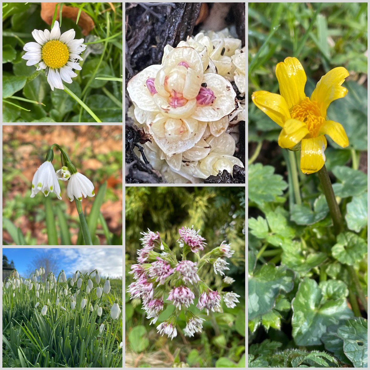 wgrello's tweet photo. Today I did the New Year Plant Hunt 2024 walk
#lessercelandine #purpletoothwort #winterheliotrope #snowdrops 
#NewYearPlantHunt @BSBIbotany https://t.co/YqYHk2S5oG