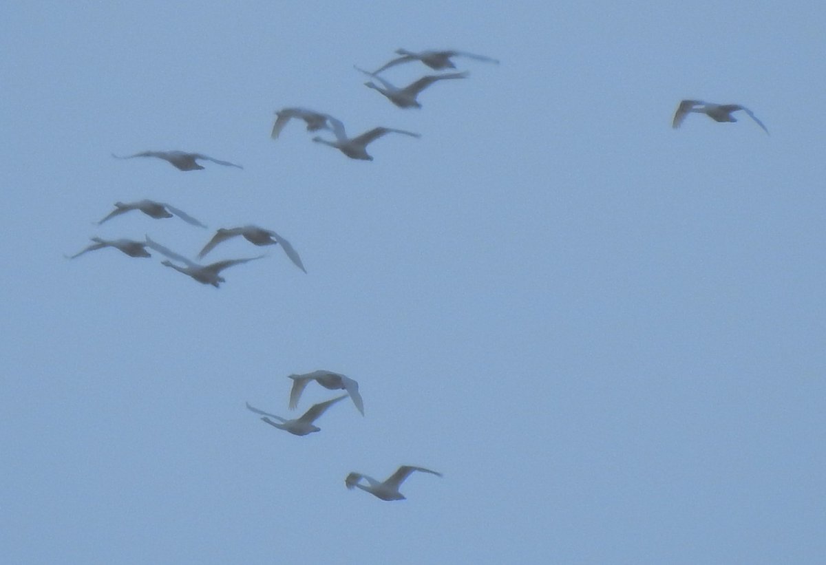 A frustrating moment on the patch this morning. Had a very distant flock of c42 Swan sp fly east over SW Cov. Too far to ID in bins and couldn't hear any calls. From pics bill shape maybe suggests Whooper but couldn't extricate any real detail from my crap pics. Thoughts welcome.