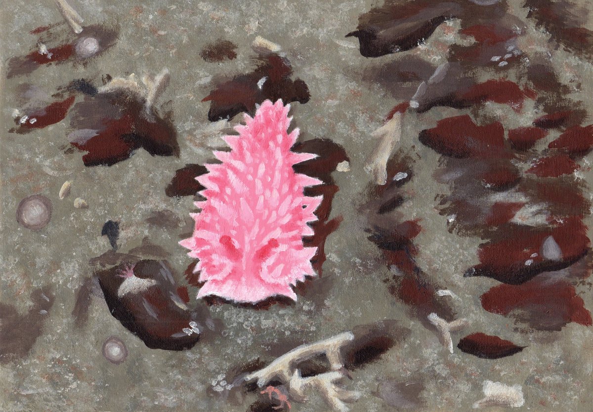 Finally got a chance to do some painting over the holidays, so here is a lovely nudibranch based on one of the ROV images from the JC136 cruise that I helped to annotate last year as part of my ResM! Already missing the <a href="/DeepSeaCRU/">DeepSeaCRU</a> 😁