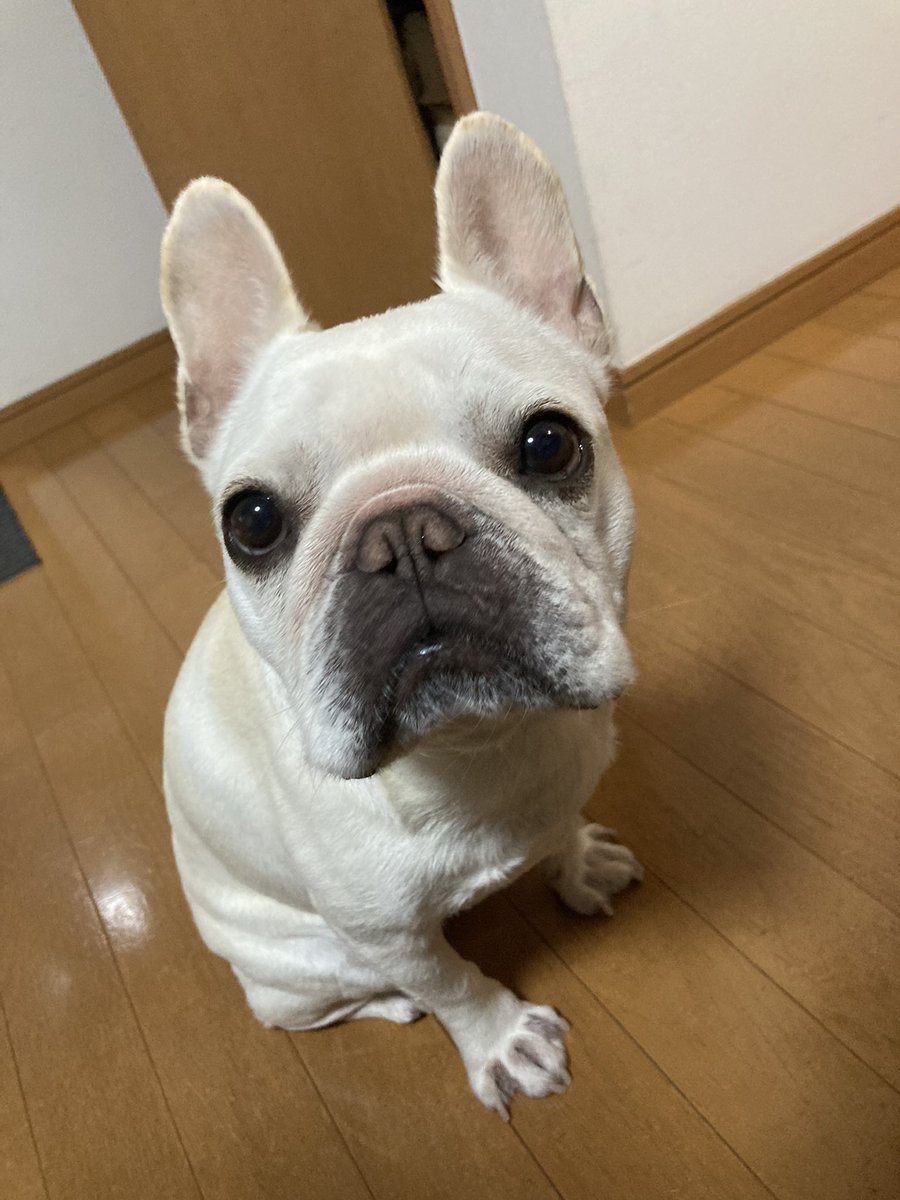 pluplulovesfb's tweet photo. 1月6日はソフィアちゃんのお誕生日🎂
おめでとう㊗️
5歳になりました。色々と大きくなったわ〜😆
#frenchbulldog 
#フレンチブルドッグ
#フレブル https://t.co/CJDpdhAi7h