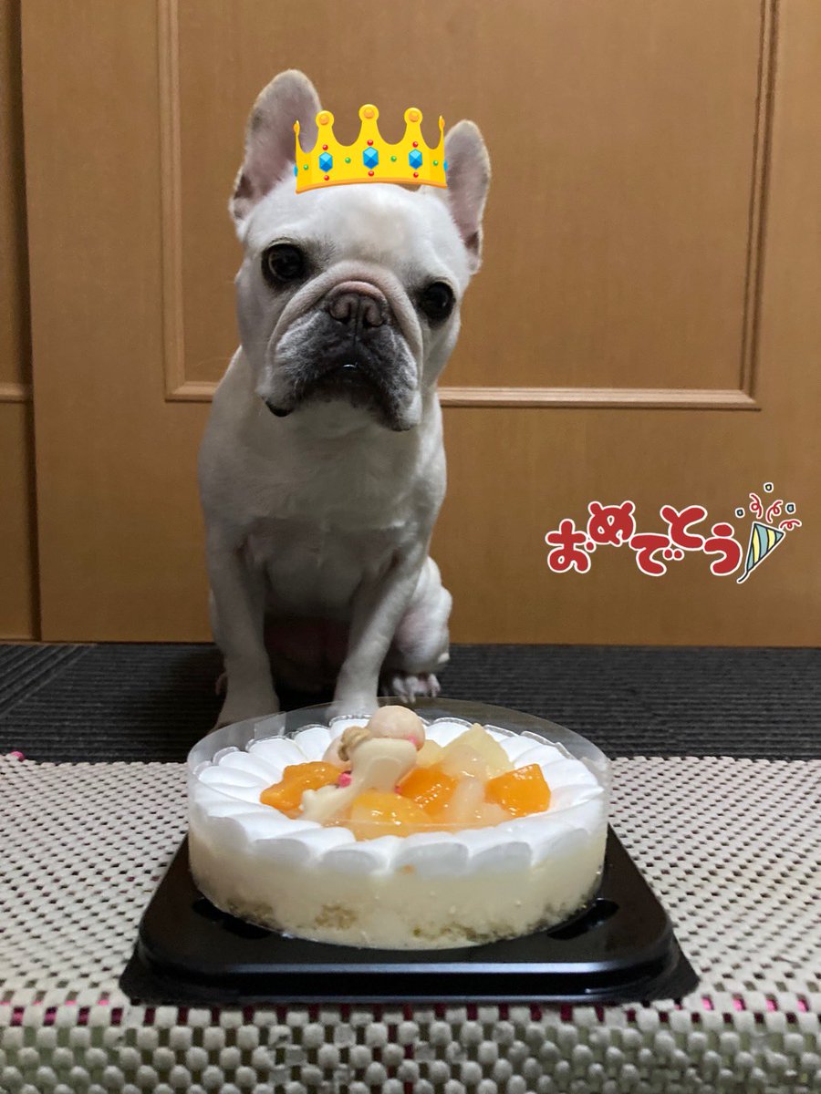 pluplulovesfb's tweet photo. 1月6日はソフィアちゃんのお誕生日🎂
おめでとう㊗️
5歳になりました。色々と大きくなったわ〜😆
#frenchbulldog 
#フレンチブルドッグ
#フレブル https://t.co/CJDpdhAi7h