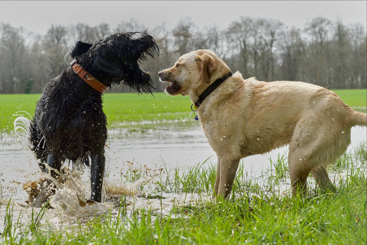 pea34101992's tweet photo. As a dog walker you get lots of dogs that come and go, i'm lucky to have loads that have been with me for years and years (10 for some) but for some reason others move on, i still occasionally see the black dog Loki but Dexter moved away, i hope he is having a great life 
#dogs https://t.co/jIPKY0BlKK