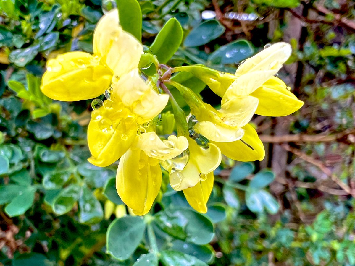 This Coronilla glauca citrina has a wonderful fragrance. Looks good too 
💛💛💛💛💛💛💛💛💛💛💛

#NannysGardenWorld

Join me 
On Instagram & TikTok 

 #SundayYellow #Flowers #Garden #GardeningTwitter #PlantingTwitter #BanPlasticGrass #PeatFree #GardeningX