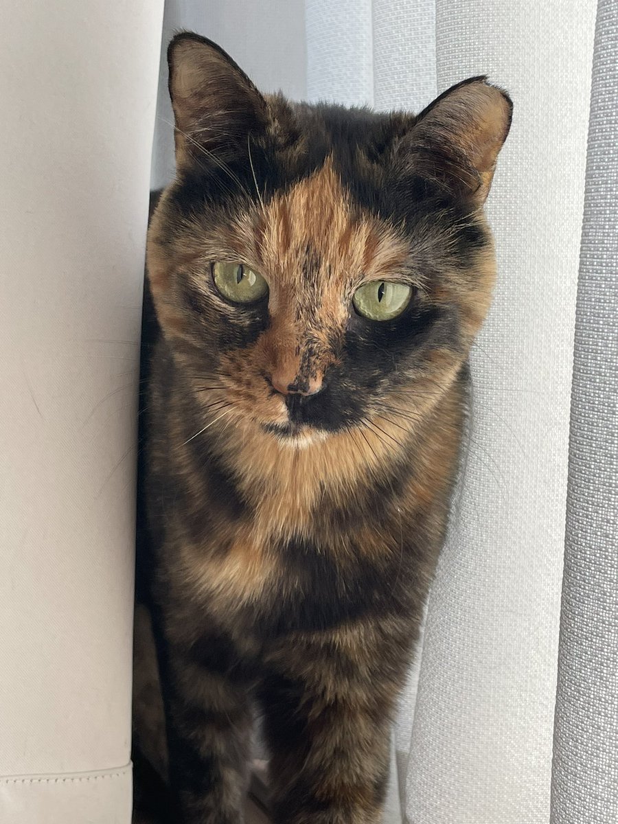 Tora_Azuki's tweet photo. 543日目。日向ぼっこするとらじろうをカーテン裏で見守るあず
#ねこ #あずき #とらじろう #つぶあん #日向ぼっこ #見守り #茶トラ #サビ猫 #猫のいる暮らし #cat #adoptedcat #sunbathing #lookafter #redtabby #tortie #catlife https://t.co/sdVairlFcY