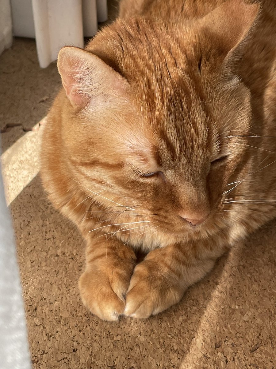 Tora_Azuki's tweet photo. 543日目。日向ぼっこするとらじろうをカーテン裏で見守るあず
#ねこ #あずき #とらじろう #つぶあん #日向ぼっこ #見守り #茶トラ #サビ猫 #猫のいる暮らし #cat #adoptedcat #sunbathing #lookafter #redtabby #tortie #catlife https://t.co/sdVairlFcY