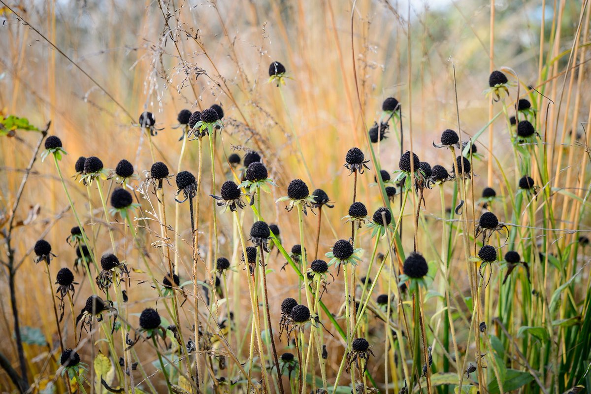 What's looking lovely in your garden right now? Do you have sculptural seedheads, smart shrubs or colourful cornus? 🔥 Show us your garden in winter by sharing your photos below, and we'll share some of our favourites.