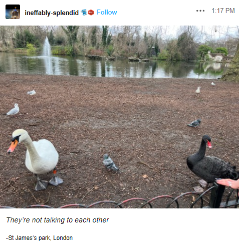 FYeahGoodOmens's tweet photo. St. James's park is getting ready for S3 I see... #GoodOmens #SwanOmens https://t.co/IeWA1nsDzX