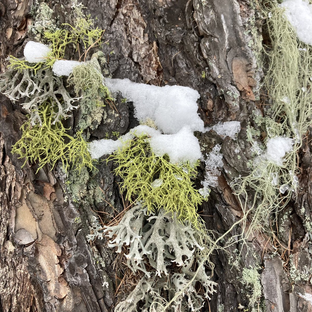 #lichen #france #alpesmaritimes #valberg