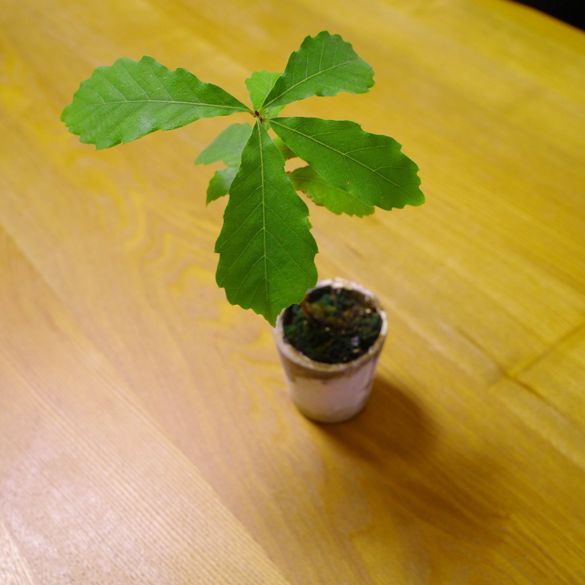 UG_TinyLab's tweet photo. Oak’s leaves have still been green in winter because of growing up indoors🌱
#gardenshour #GardenersWorld #smalltrees #dwarftrees #GardeningTwitter #acorn #ドングリ https://t.co/WAo0QxymhG