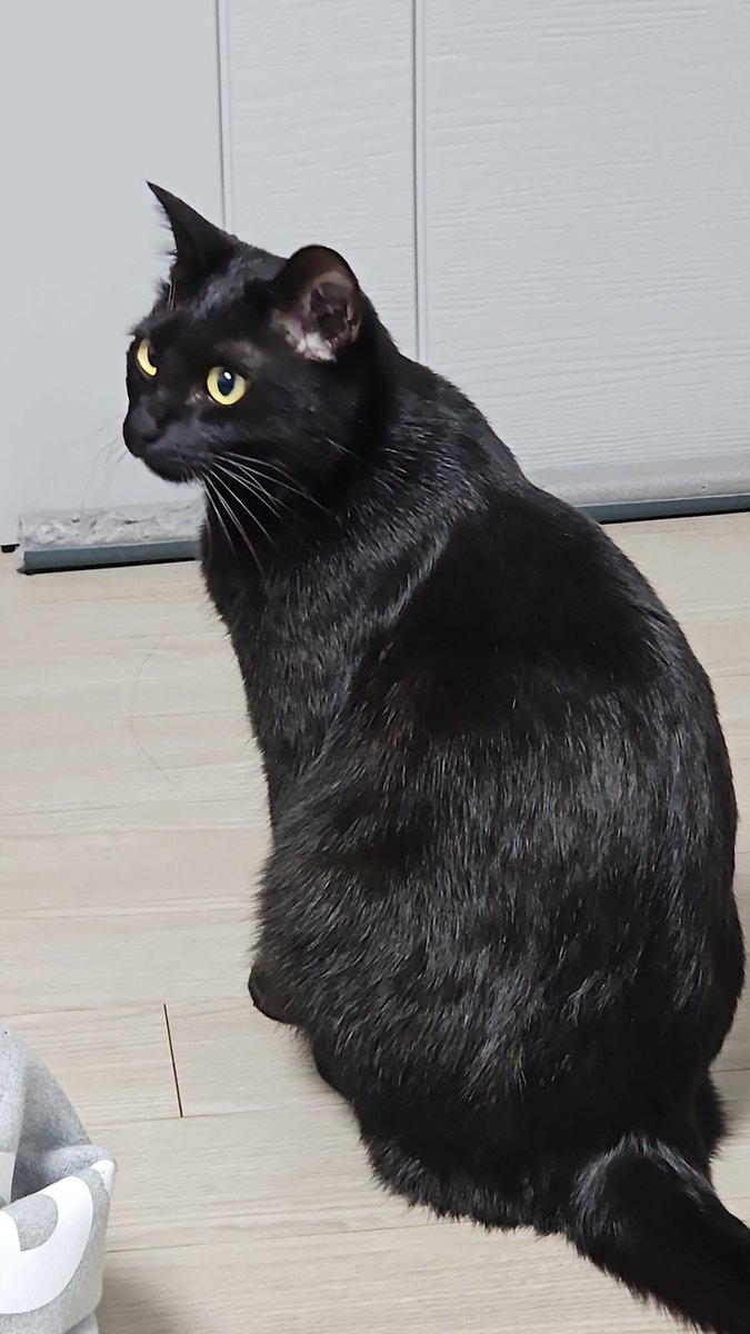 까망이까미 (@kkami_black) on Twitter photo 