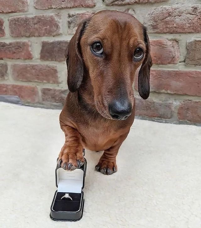 💖 (@twaniimals) on Twitter photo 