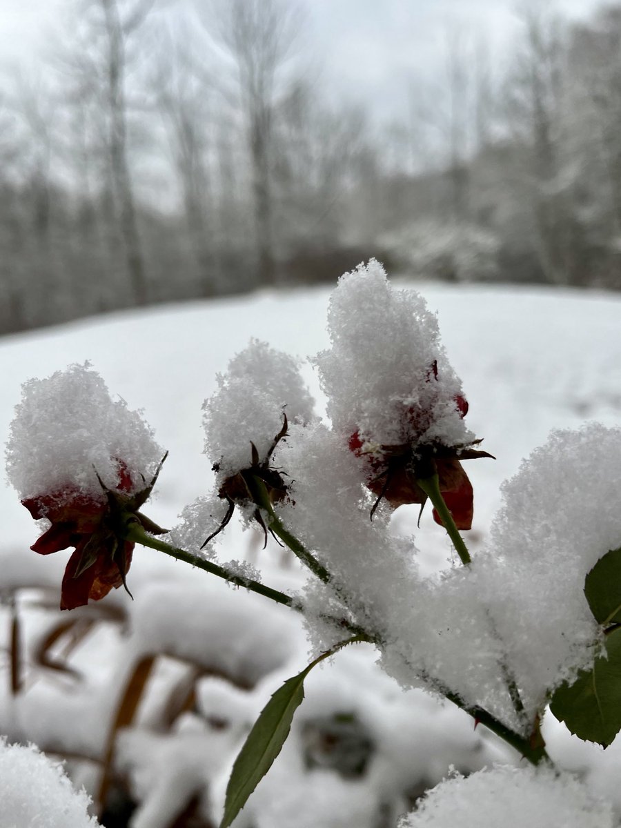 Last year’s roses, what’s left of them now shrouded in snow.🌹❄️ #FlowerReport