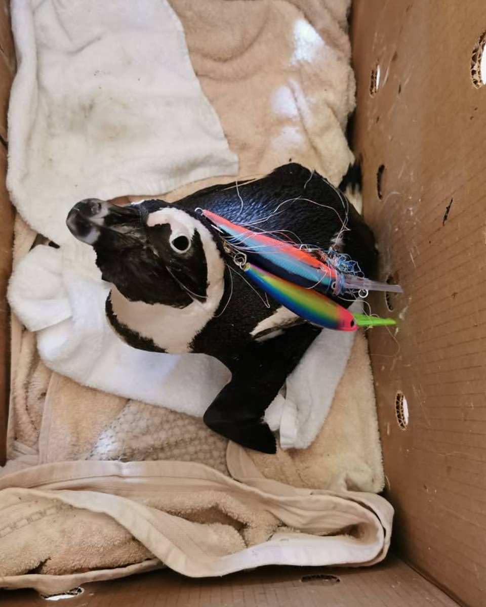 Leatherman's tweet photo. Reason #3743 to carry a multi-tool: you have to rescue a penguin caught up in fishing lures.
#waveweek #leathermantools
Thanks for the photo SANCCOB https://t.co/rRK6N5VI6G