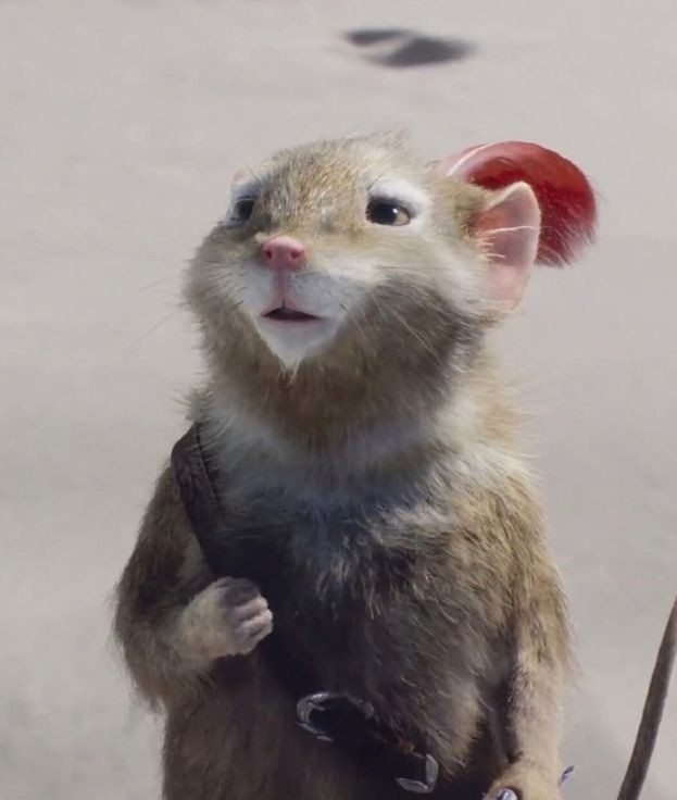 narniaxaslan's tweet photo. Reepicheep, appreciation tweet https://t.co/L3VatY0p5w
