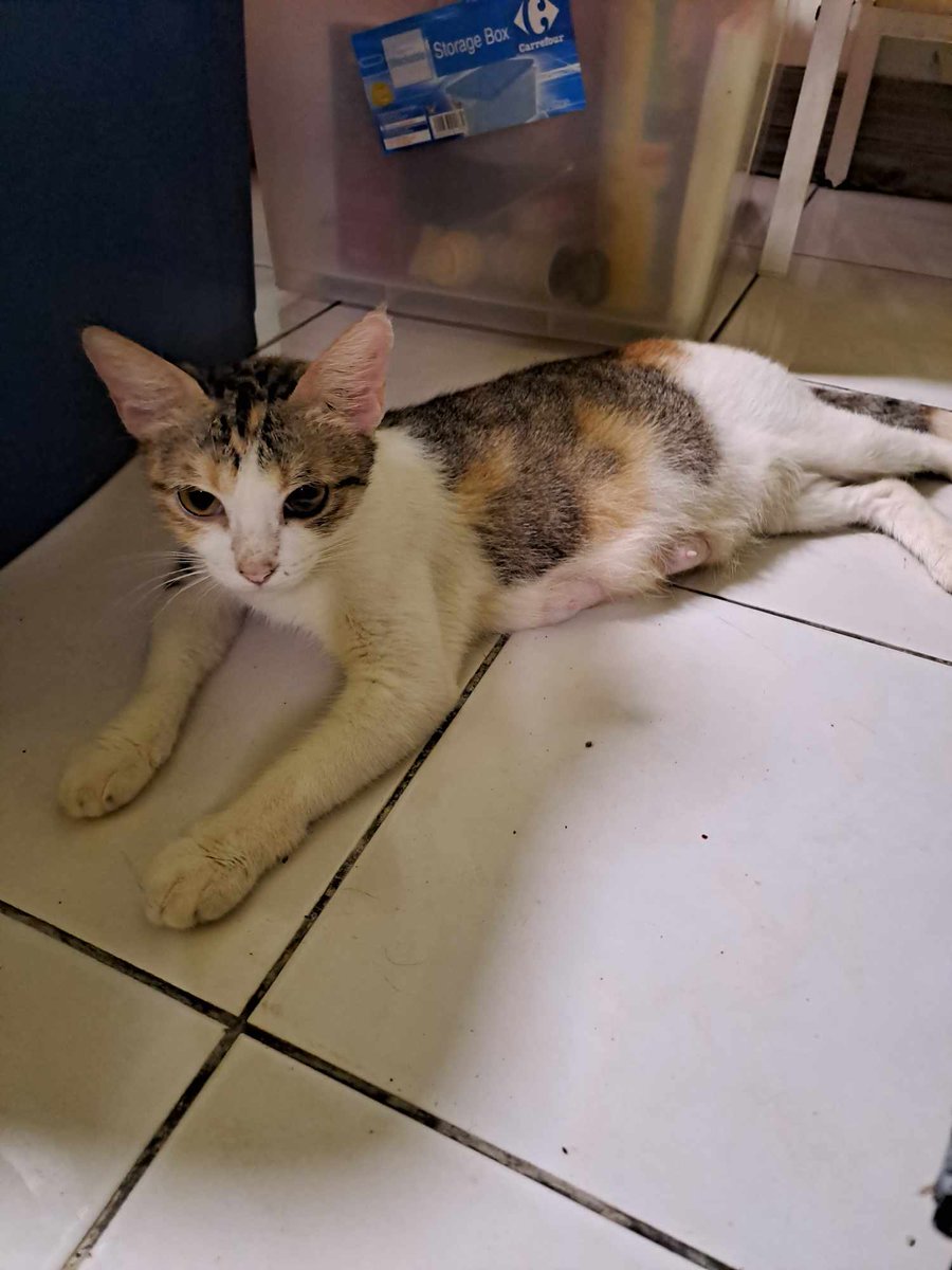 cats_rehome's tweet photo. #FORADOPTION
Ada tak yg sudi nak jaga 4 kittens ni dgn mak dia sekali? Baru dlm sebulan lebih. Masih menyusu.
Area : Puchong
Contact : 0126288992 https://t.co/wCVq3XLyGj