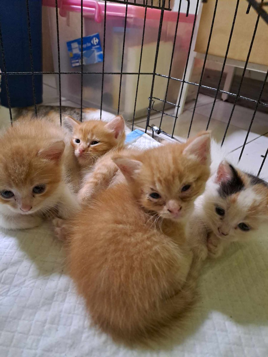 cats_rehome's tweet photo. #FORADOPTION
Ada tak yg sudi nak jaga 4 kittens ni dgn mak dia sekali? Baru dlm sebulan lebih. Masih menyusu.
Area : Puchong
Contact : 0126288992 https://t.co/wCVq3XLyGj