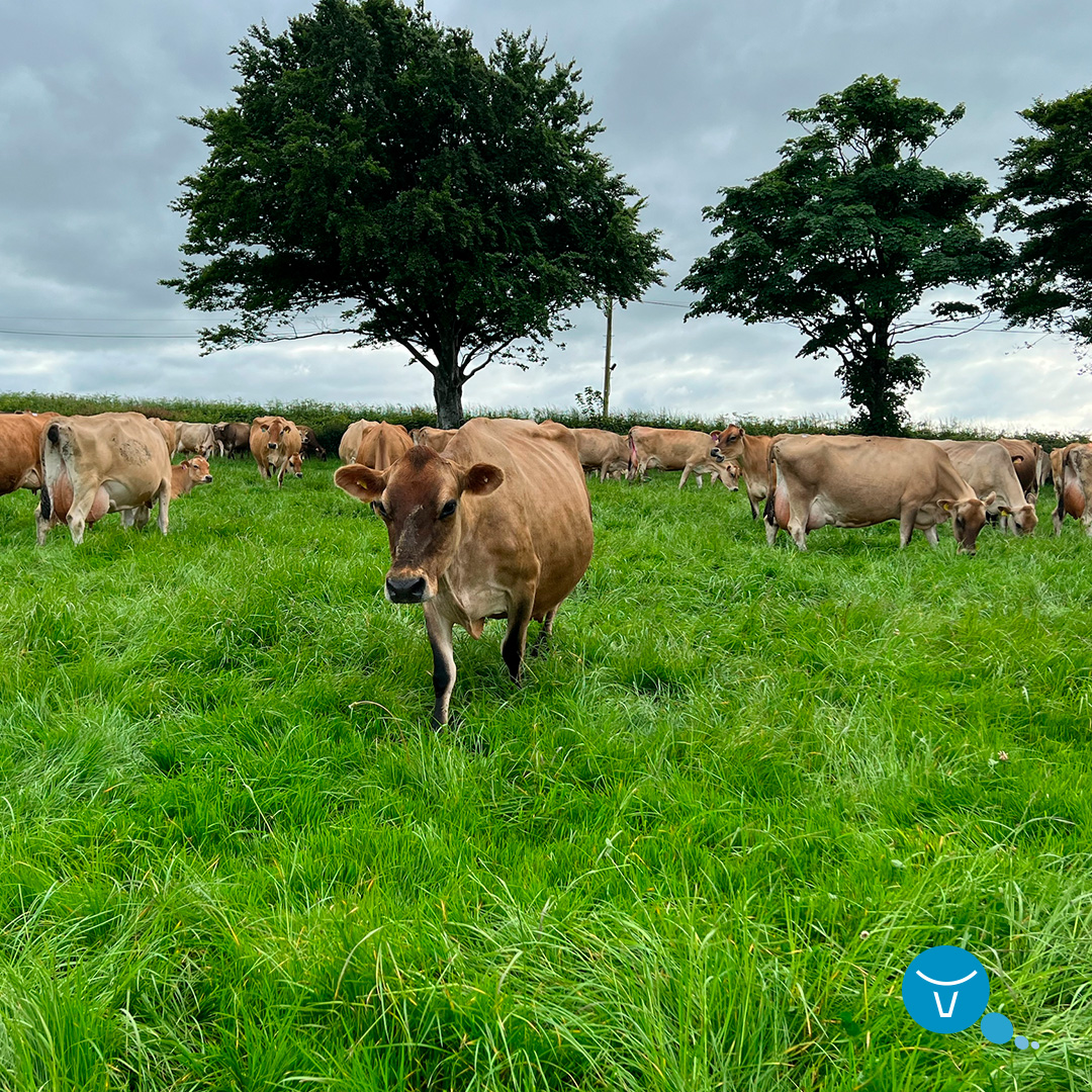 VikingGenetics tweet media