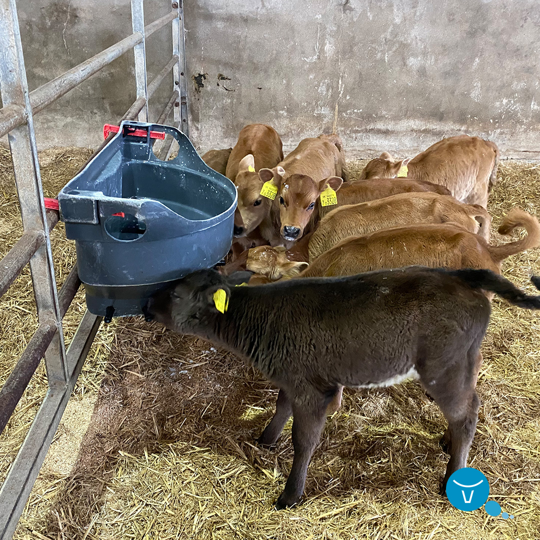 VikingGenetics tweet media