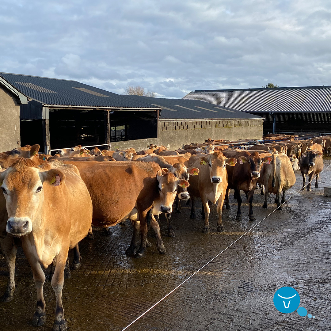 Once sceptical about Jersey cows, David Brown now sings praises of their VikingJersey herd for bringing vitality and profit back to his dairy business. The VikingJersey’s ease of management makes everything much easier.

Read the story: okt.to/OA0KSZ