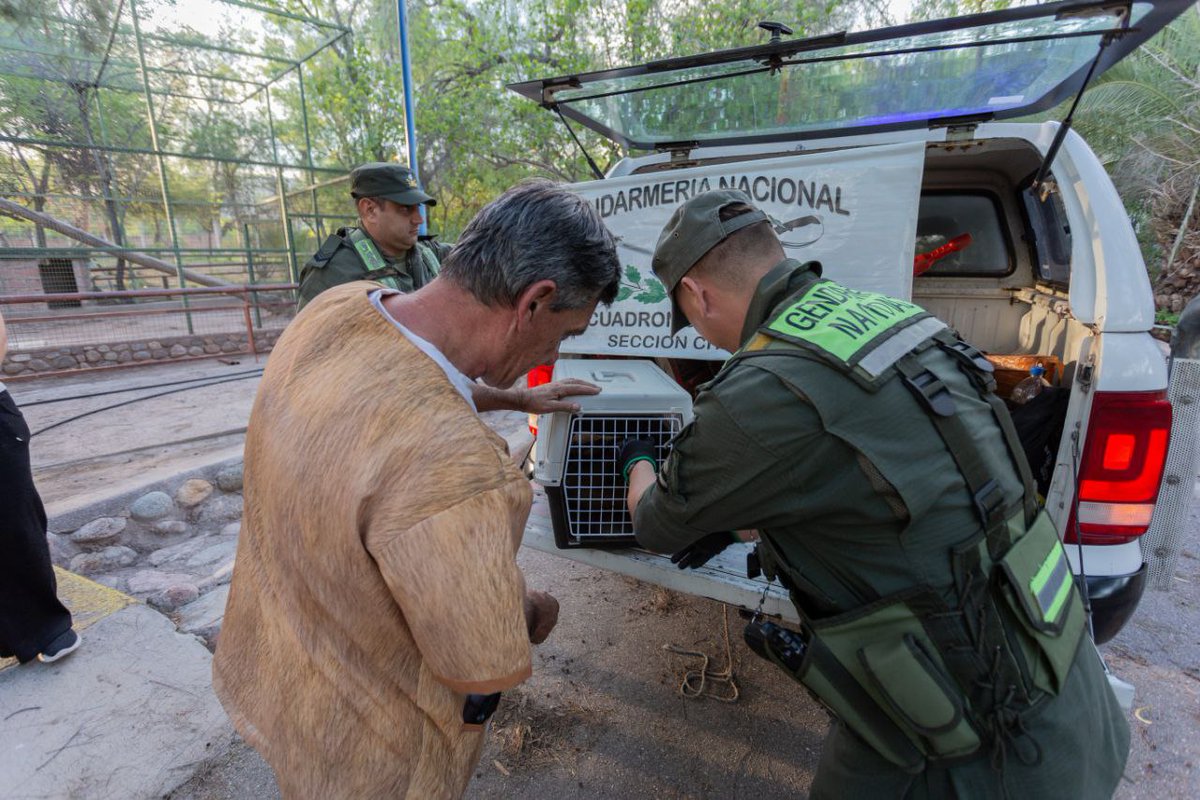 amolinalarioja's tweet photo. QUIERO CONTARLES que el viernes pasado el Escuadrón 58 de @gendarmeria encontró un oso melero en la localidad de Ambil. Inmediatamente dieron aviso a
nuestro centro de prevención y rescate YASTAY, y coordinaron su traslado para chequear la salud de ésta especie.

⏬️ Abro hilo https://t.co/6glsScTrMI