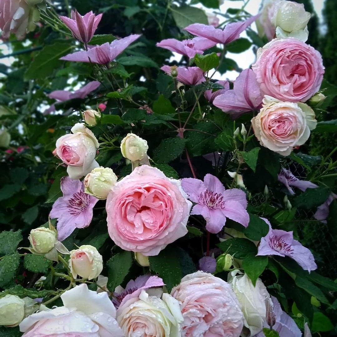 myra_rai's tweet photo. #NewProfilePic https://t.co/0rZ0MVlK7e