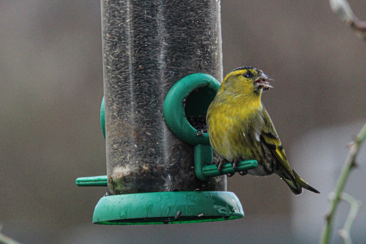 Ridiculously happy. I've got siskins visiting the feeders. My nigella seed is going at speed! There is a weel flock visiting but 1 was less afraid or the hungriest @Natures_Voice
#birdwatching #BirdPhotography #BirdsSeenIn2024 #nature #BirdsOfTwitter #NatureTherapy #NorthTyneside