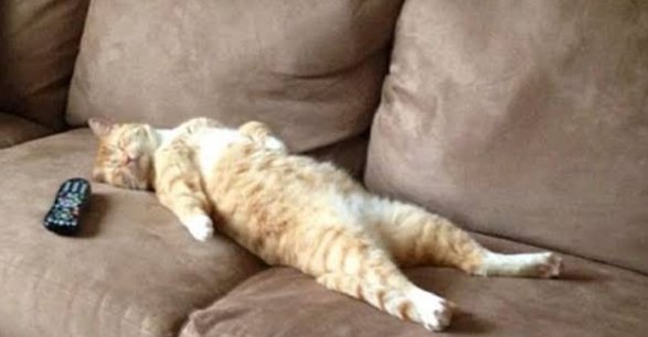 Sohailkhan61042's tweet photo. I'm so lazy that I once considered hiring a virtual assistant to respond to my own texts.ππππ€π€π€ππ
#LazyInnovations #VirtualAssistantWoes #SnackStrategies #LazyHumor #TextingProcrastination https://t.co/VsNodkjmfp