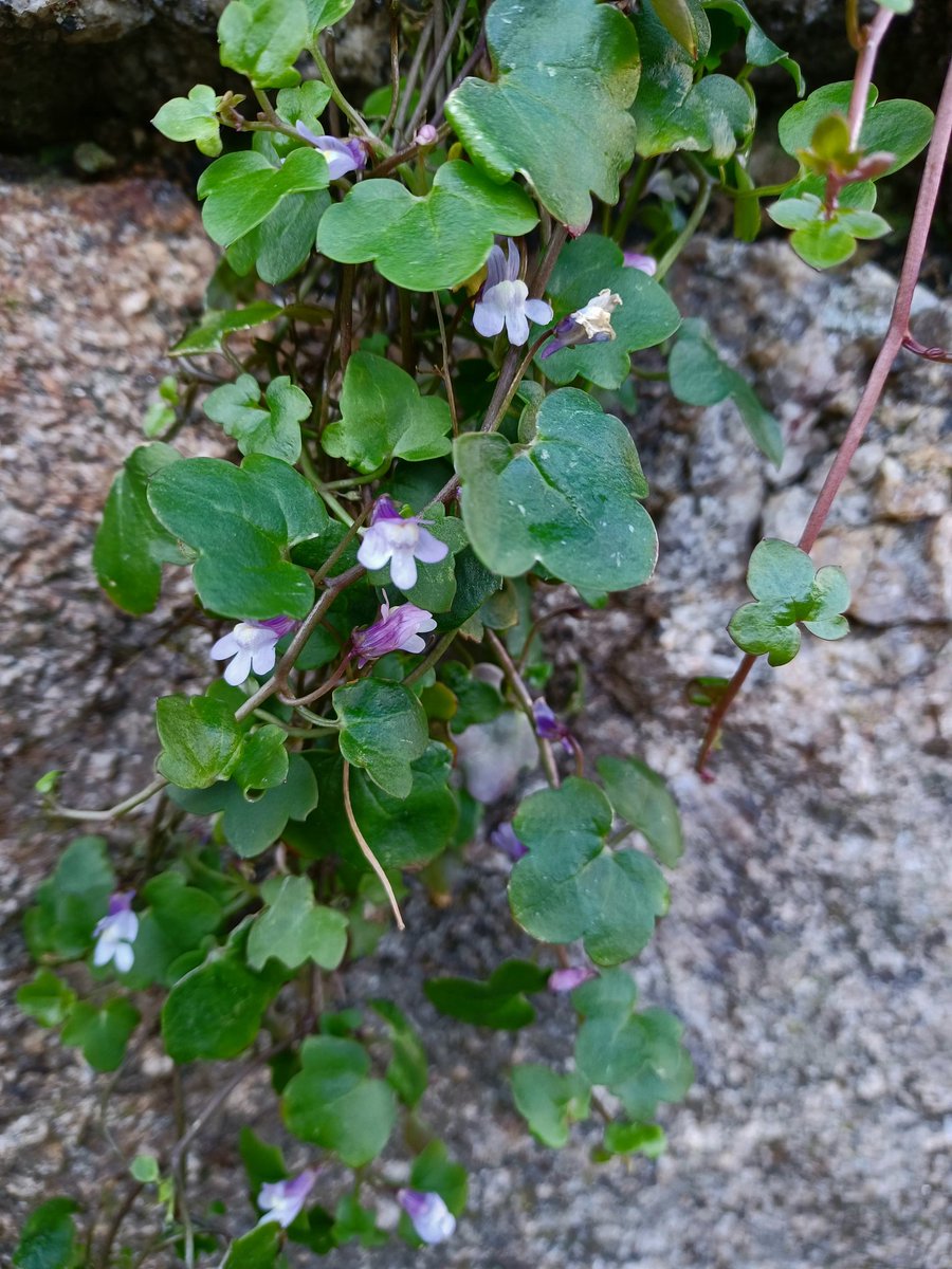 Zoe Devlin (@zoedev1174) on Twitter photo Ivy-leaved Toadflax in abundance on old walls in Dalkey, Co Dublin <a href="/BioDataCentre/">Biodiversity Ireland</a> <a href="/wildflower_hour/">wildflowerhour</a> Ivy-leaved Toadflax in abundance on old walls in Dalkey, Co Dublin <a href="/BioDataCentre/">Biodiversity Ireland</a> <a href="/wildflower_hour/">wildflowerhour</a>