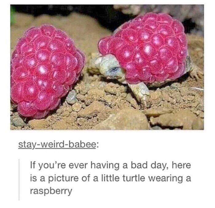 WholesomeMemes (@wholesomememe) on Twitter photo 