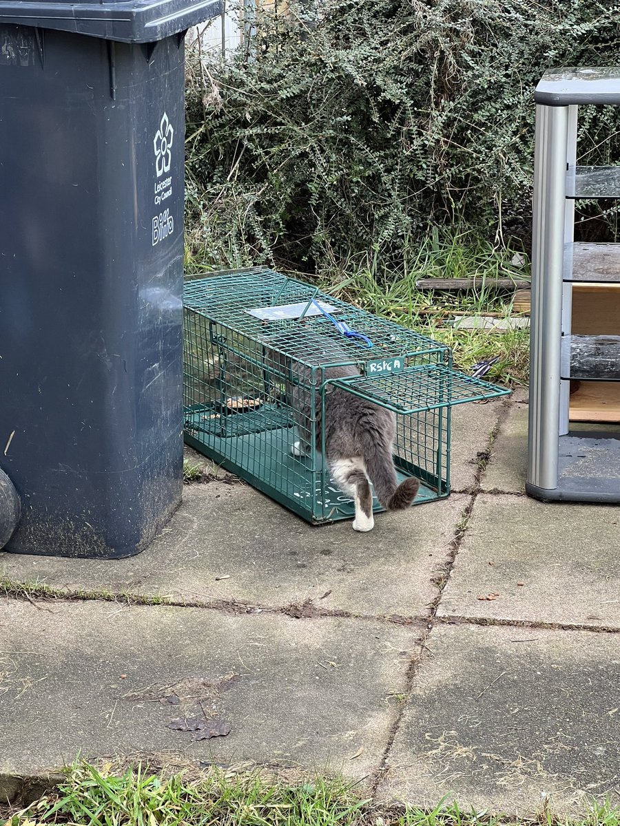 Today I was called to this Gorgeous Stray Tomcat he’s got a wound on his leg, won’t let me catch him so I took a trap…almost got him to go in..until his friend came along and put him off.. 🤦‍♀️ hopefully he’s caught soon so we can treat him. 🤞@RSPCA_official