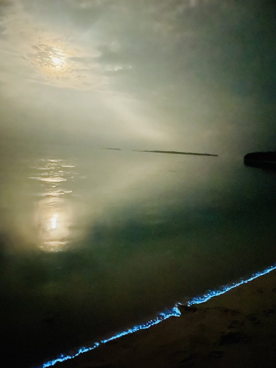 swatichand's tweet photo. @baxirahul Agatti and Bangaram beach, Lakshadweep... Nov, 2023 https://t.co/NblOzTcWIv