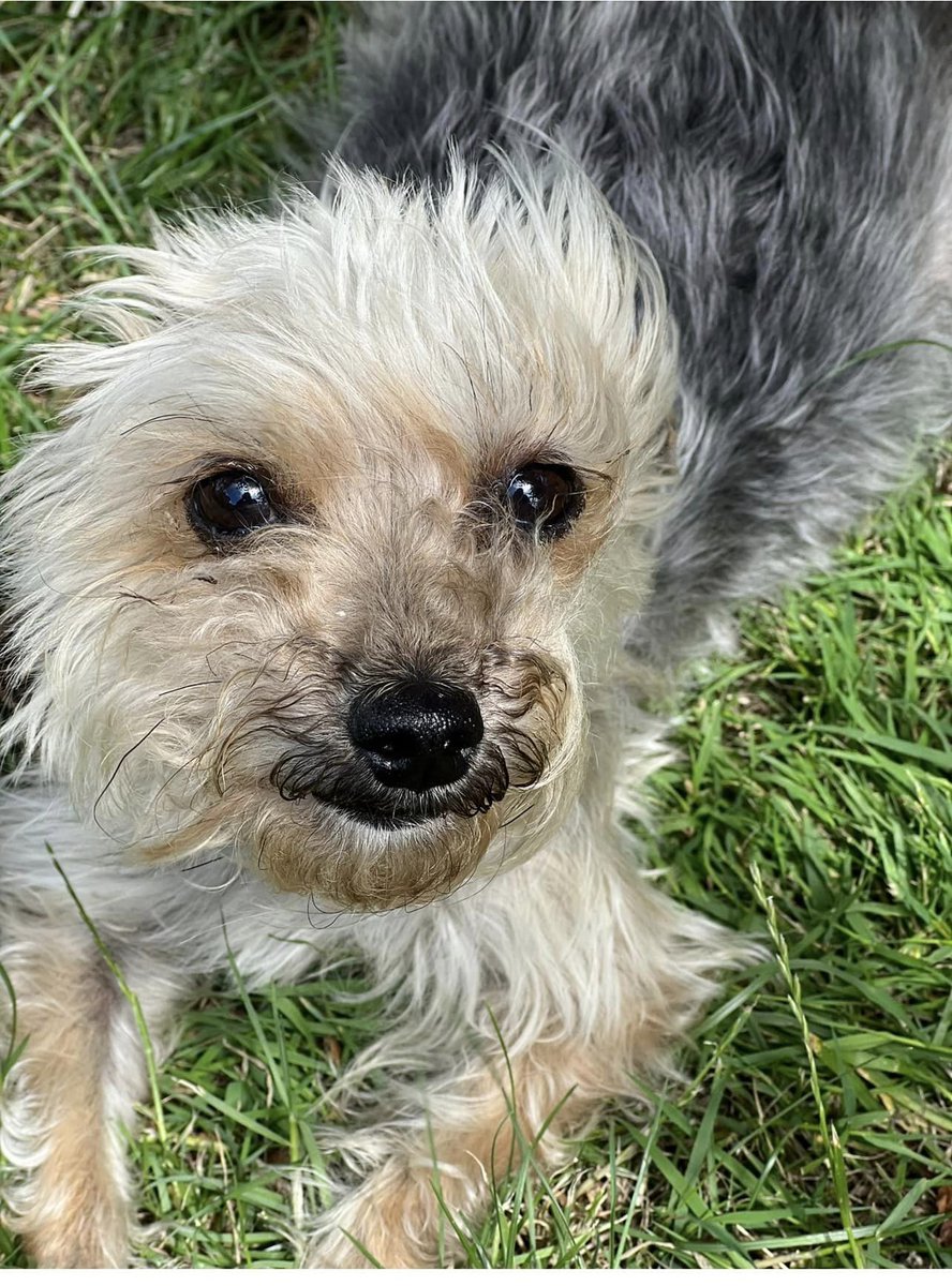 The_Animal_Team's tweet photo. 💥 MISSING DOG 💥 #Missing from #Langney #Eastbourne #BN23 area, #EastSussex since 5/1/24. It's REALLY cold out there. Please keep 👀 peeled. She needs to be home in the warm. She is chipped and tagged. Yorkshire terrier X miniature poodle. https://t.co/CTe9HQGg5G #MissingDog #LostDog