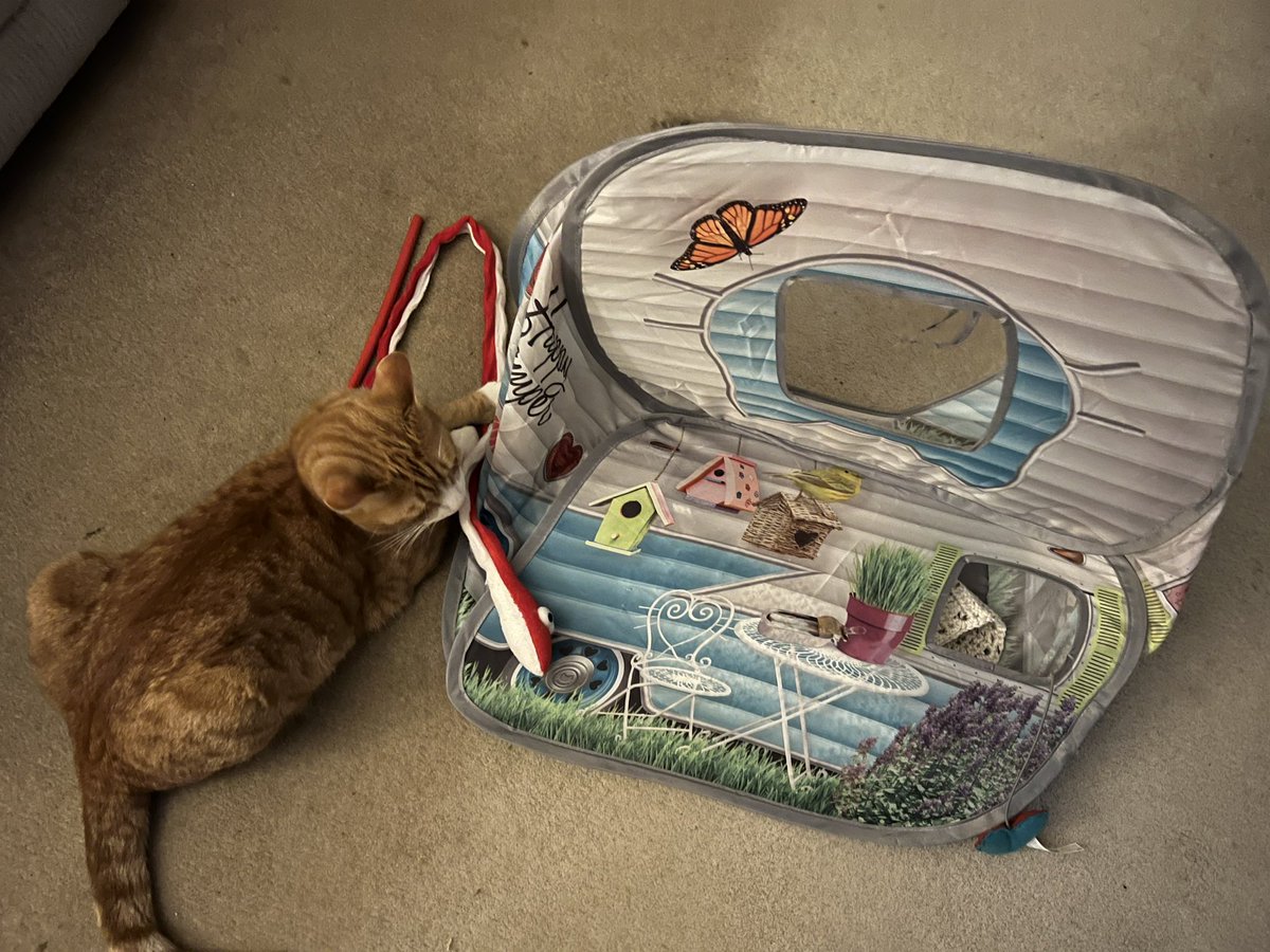 newstartcats1's tweet photo. @AlisonTurner4 @holly_pickle1 @Biscuit_Meow @BrambleRamble4 @AngelaStillwell @AngusMcPussPuss @PoppyAndMolly2 @thecatBluebell @the_tortie @DotAndBella @Purrfect_Patch @Isha_Cat_ @lell_sutherland @JellyOzzy @Bencat90866404 @ThelmaLouise12 @MunchPudding @AnnebrindleAnne @2PlymouthCats @Cat_In_Charge @CharlieBlackCa1 @CharleyBearThe1 @starbuckssue @cherwellcats @PhoebeAndSelene Aww that’s lovely! 💜😻
Why is everyone else’s cat sitting nicely in theirs! 🥹🙄🤭 #deaded #caravangang https://t.co/aSX3IRvppv